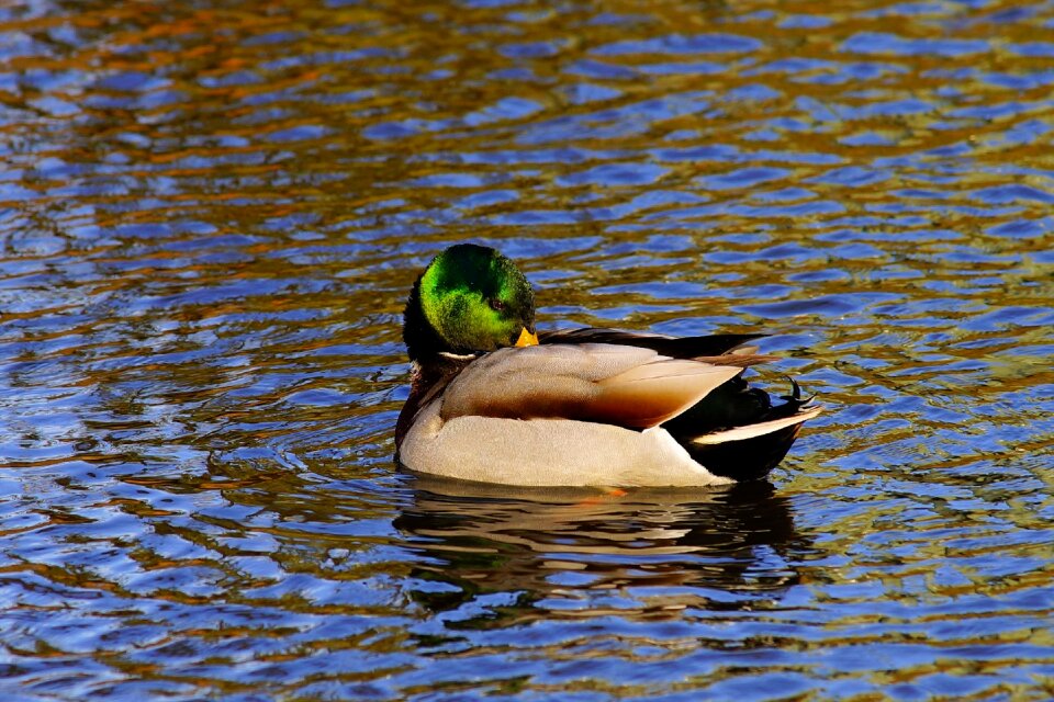 Mallard plumage nature