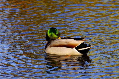Mallard plumage nature