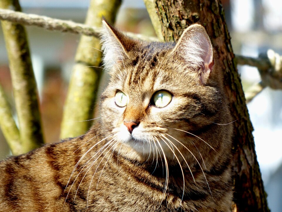 Cat whiskers british