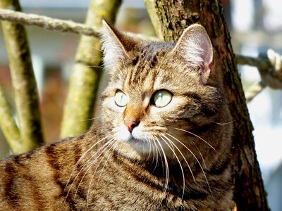Cat whiskers british