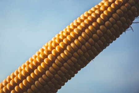 Corn corn cob food photo