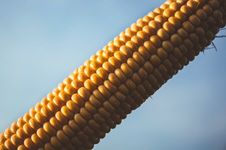 Corn corn cob food