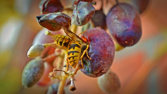 Grapevine protection insect damage insect protection