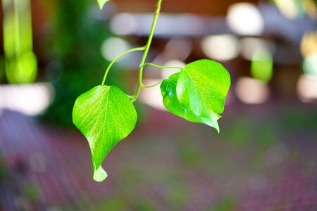 Shine green leaves