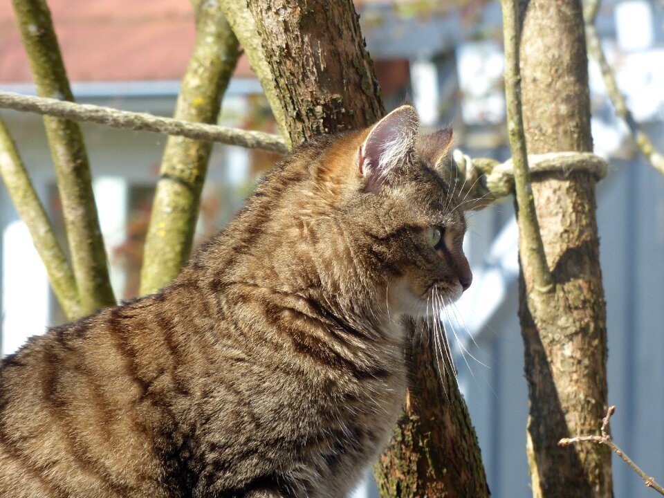 Fluffy profile curious