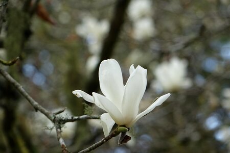 Magnolia white magnolias white photo