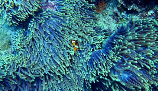 Clear water clown fish soft coral photo