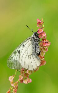 Swallowtail butterflies butterfly apollofalter