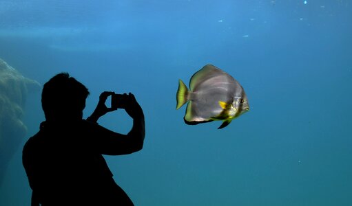 Aquarium contrast batfish
