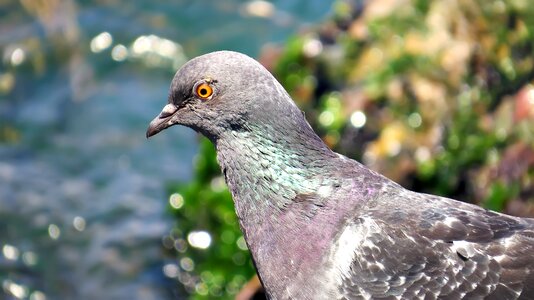 Animal birds pigeons
