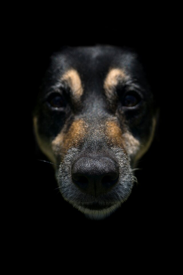 Animal mixed breed dog attention