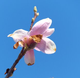 Bloom spring pink photo
