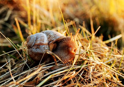 Nature animal crawl