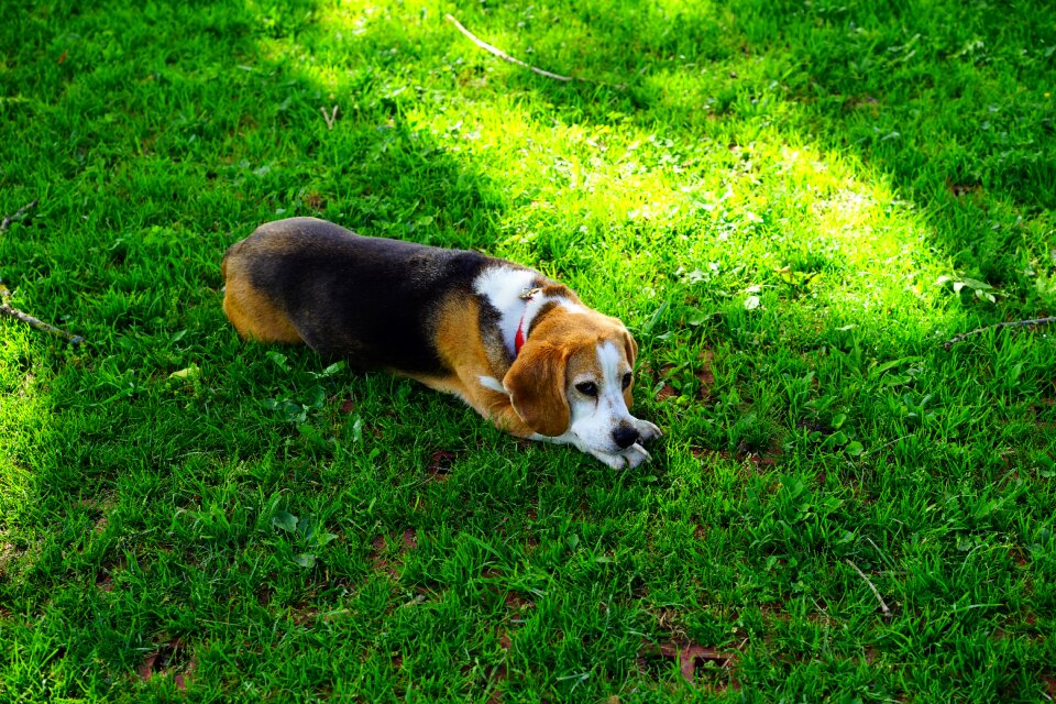Hunting dog domestic dog purebred dog