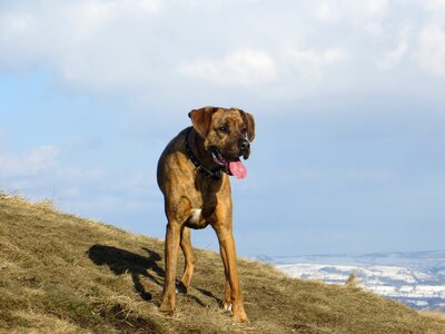 Peak labrador cross