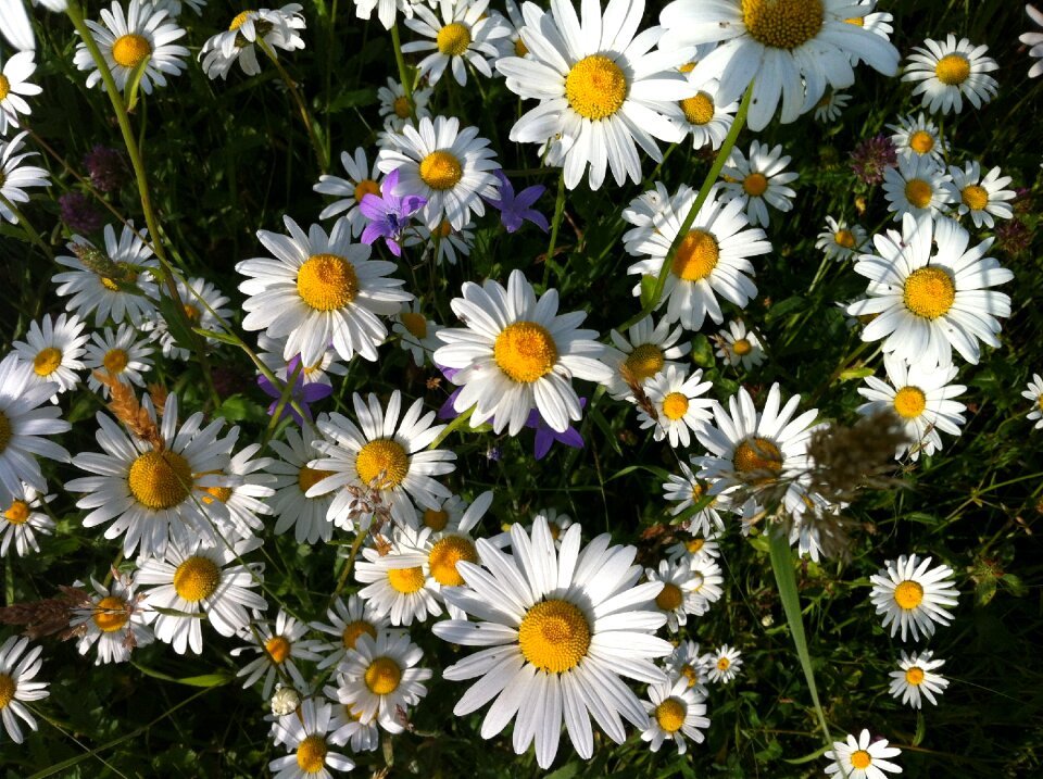 Flower meadow summer meadow margerite