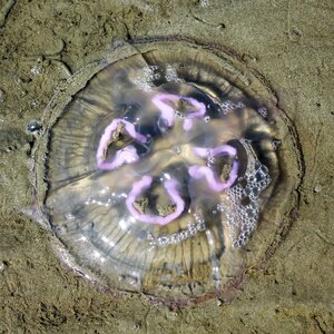 Mollusk sand beach sand photo