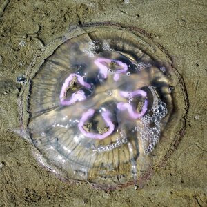 Mollusk sand beach sand