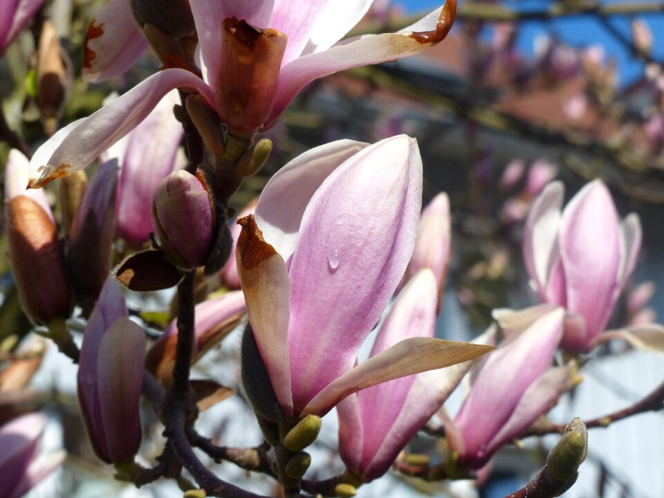 Bloom dew frühlingsblüher