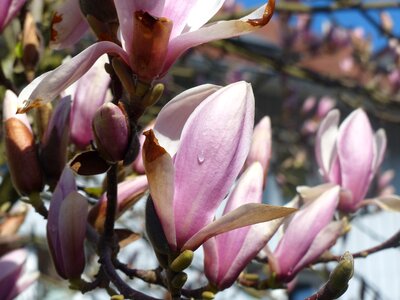 Bloom dew frühlingsblüher