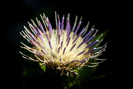 Inflorescence cabbage thistle close up photo