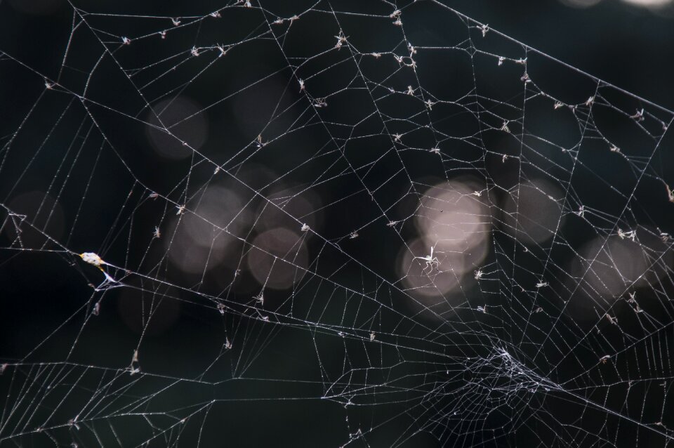 Nature bug spider web