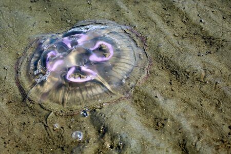 Mollusk sand beach sand