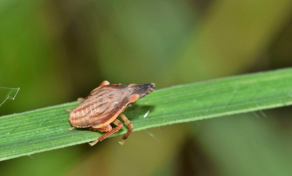 Insect small insect tiny