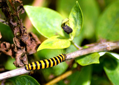 Colorful caterpillar karminbär photo