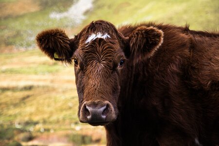 Moor highland livestock photo