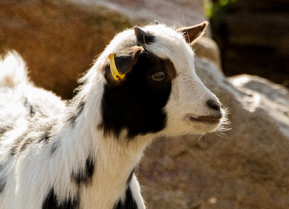 Mountain goat livestock enclosure