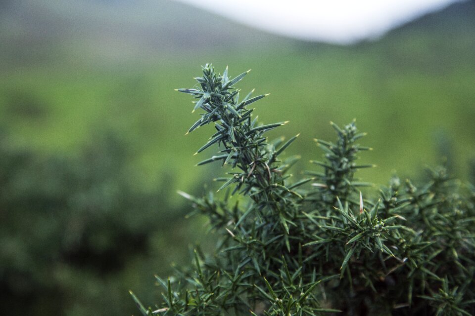 Plant field landscape