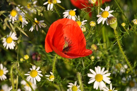 Nature flowers field photo