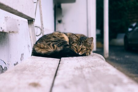 Cute domestic feline photo