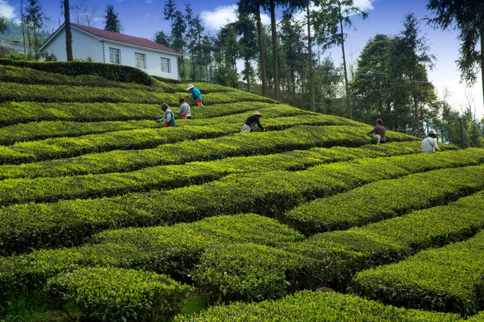 Tea grower yichang wufeng