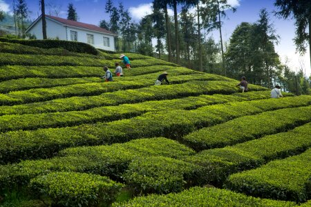 Tea grower yichang wufeng