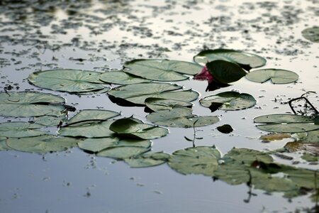 Pond nature water