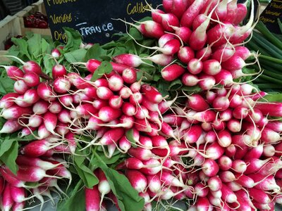 Food radish fresh