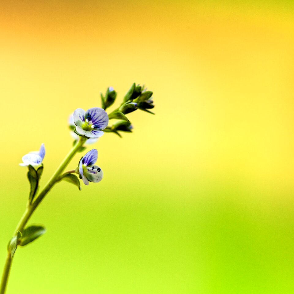 Colorful plant bloom
