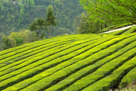 Tea garden wufeng green gang ridge