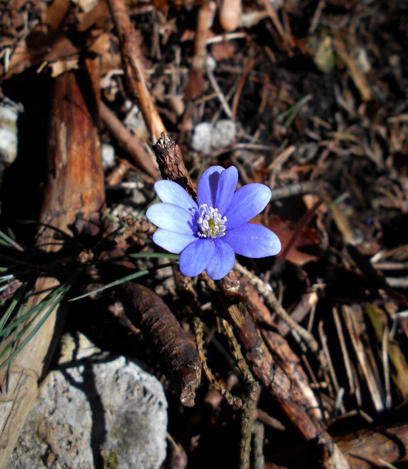Spring flower flower spring