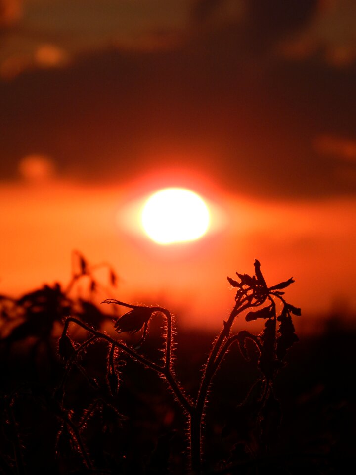 Sunset sun nature