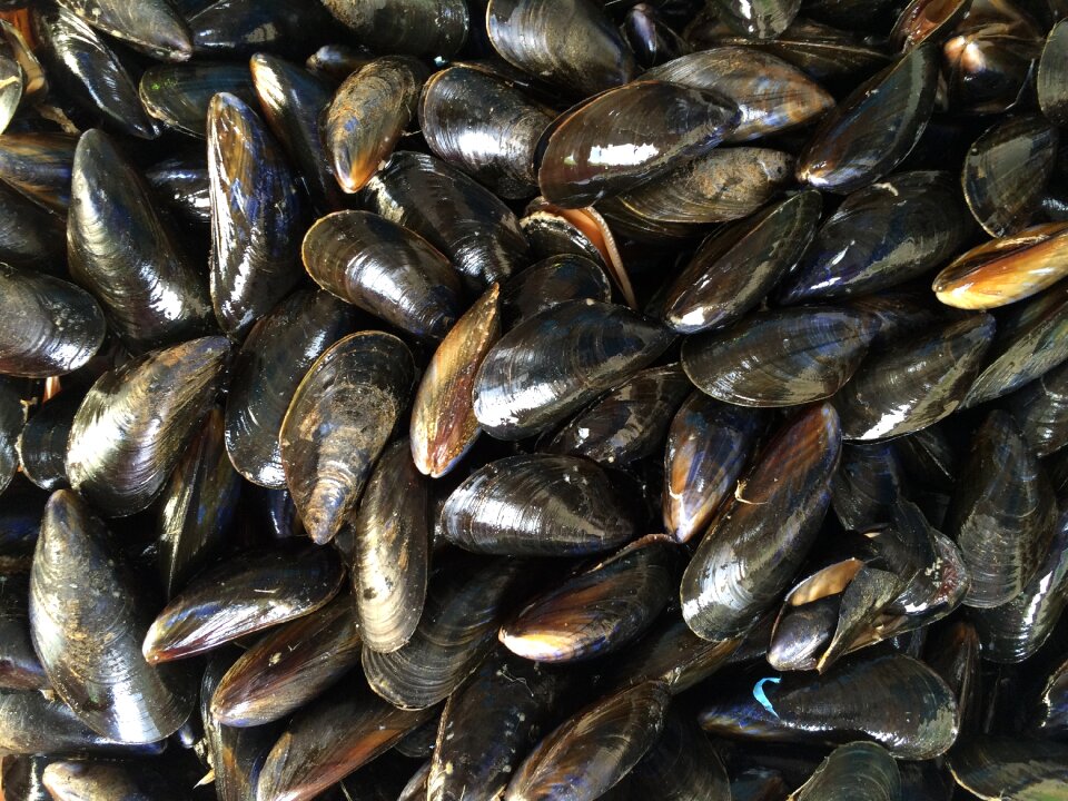 Seafood mollusk sea