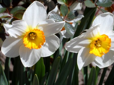 White blossom bloom