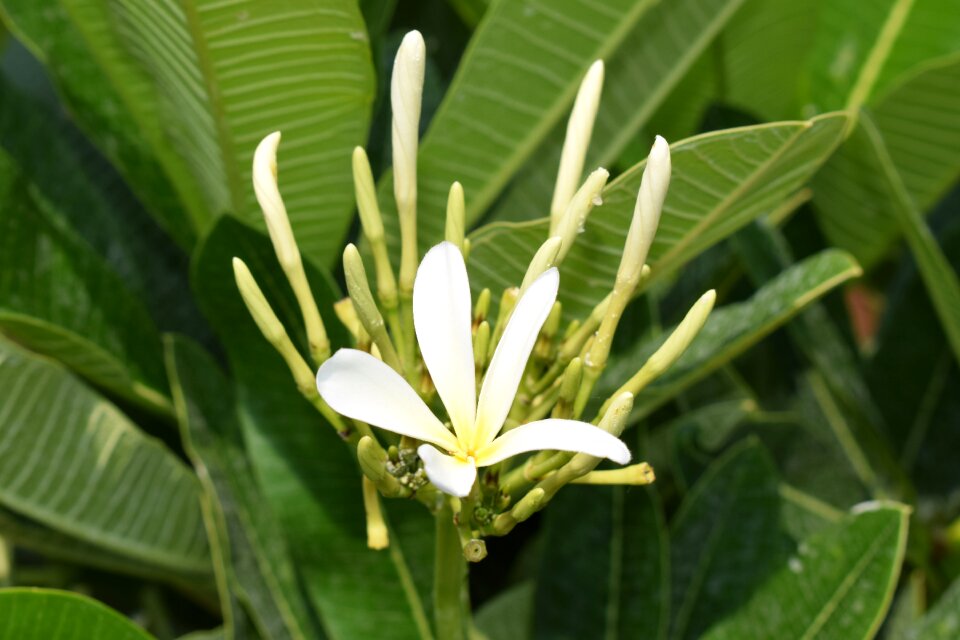 Champa flower plumeria rubra daisy flower