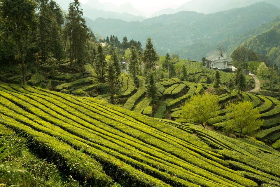 Tea garden wufeng green gang ridge