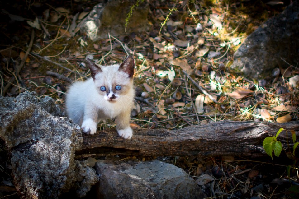 Animals pet feline