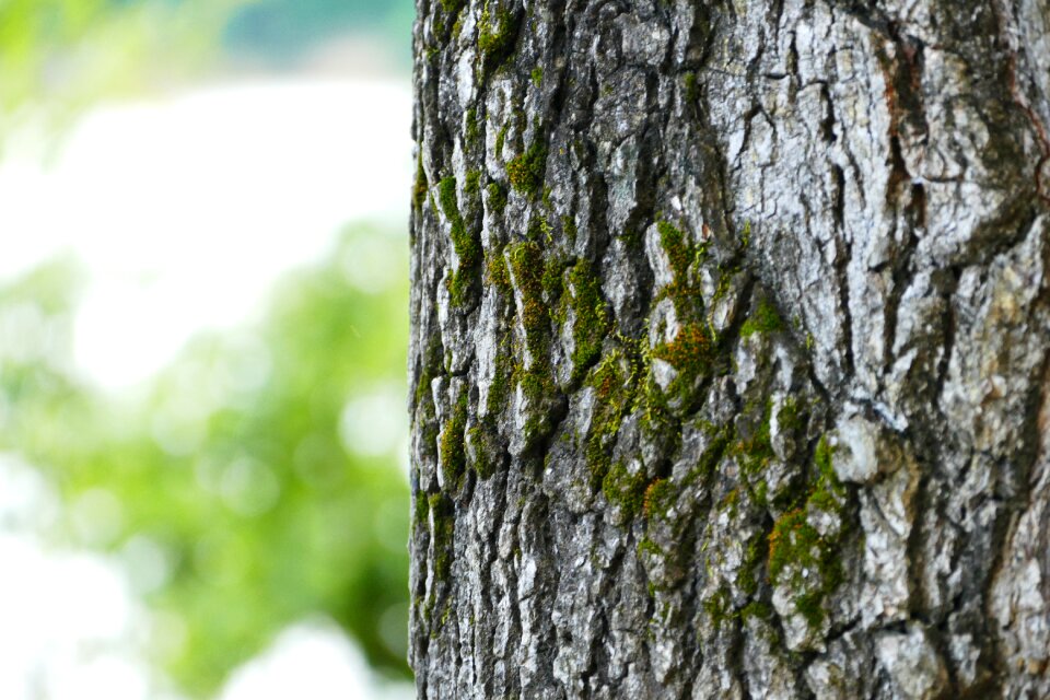 Nature wood pattern