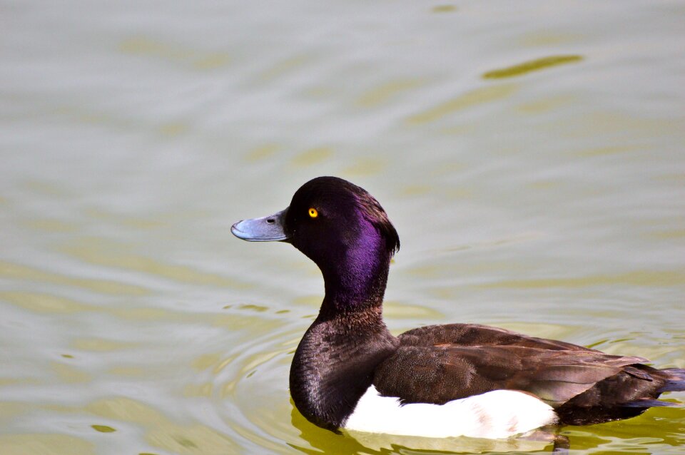 Duck bird pond bird