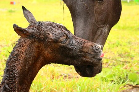 Birth mare and foal thoroughbred arabian photo